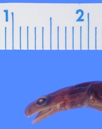 Media type: image; Herpetology A-30427
